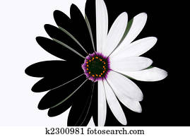 flower black and white flower black and white