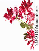 flowers as background flowers as background