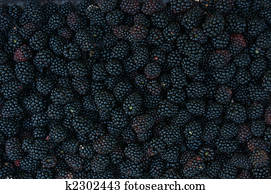 Brombeeren Stock Photo Bilder 55.802 brombeeren Lizenzfreie Bilder und