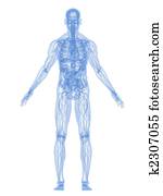 human anatomy human anatomy