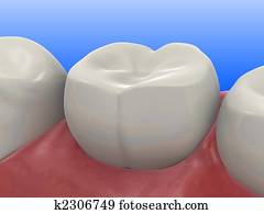 human tooth human tooth