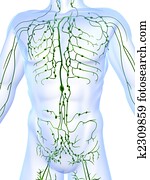 lymphatic system lymphatic system