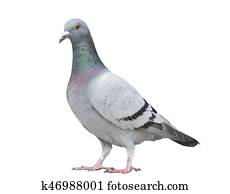 portrait full body of gray color of speed racing pigeon bird isolated white background