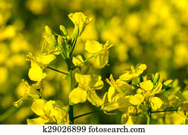 Rape flower