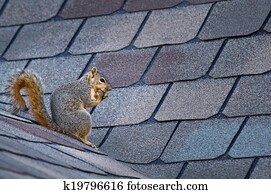 Squirrel on the roof Squirrel on the roof