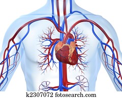 מערכת של כלי דם