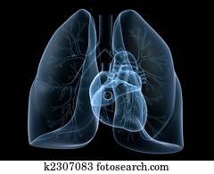 רנטגן, לב, ו, ריאה