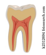 3d, anatomy, dental, dentist, health, illustration, medical, pulp, roots, science, tooth, vain 3d, anatomy, dental, dentist, health, illustration, medical, pulp, roots, science, tooth, vain