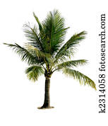 aislado, palmera