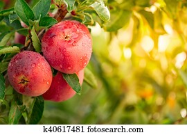 apfelbaum apfelbaum