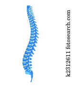 human spine human spine