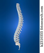 human spine human spine