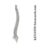 human spine human spine