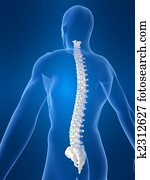 human spine human spine