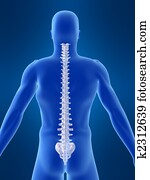 human spine human spine