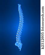 human spine human spine