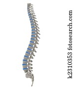 עמוד שדרה אנושי