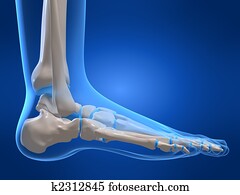 של השלד, רגל