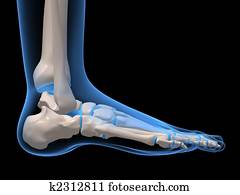 של השלד, רגל