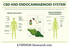 cbd, ו, endocannabinoid, מערכת, אופקי, infographic