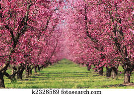 Cherry Orchard in Spring