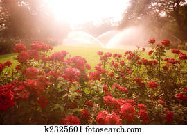 Enchanted scene with roses Enchanted scene with roses