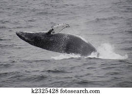 Gray Whale