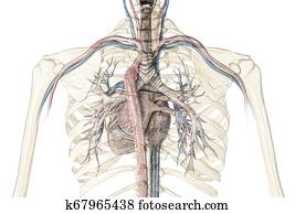 Human heart cross-section with vessels and bronchial tree.