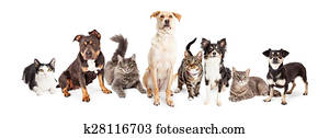 Large Group of Cats and Dogs Together Large Group of Cats and Dogs Together