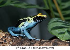 Patricia Dyeing Poison Dart Frog, Dendrobates tinctorius