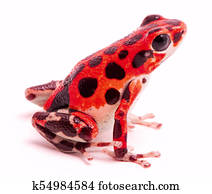 Poison dart or arrow frog, Red Frog Beach
