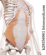 The transversus abdominis The transversus abdominis