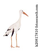 White Stork on white.