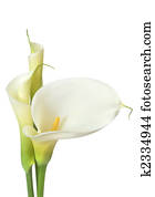 branca, lírios calla