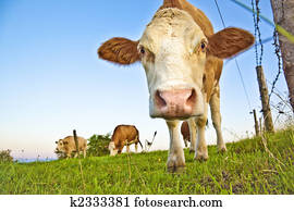 cow cow