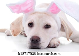 Easter Bunny Dog Easter Bunny Dog