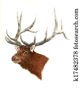 Elk Elk