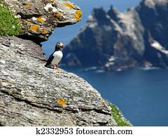 puffin, ligado, cara penhasco