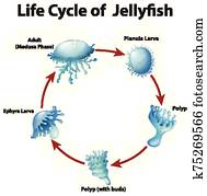 תרשים, להראות, מחזור של חיים, של, מדוזה