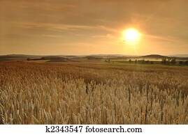 Before the harvest Before the harvest