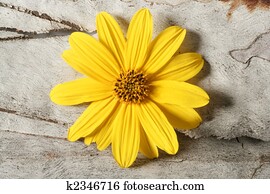 Daisy yellow flower, macro studio shot