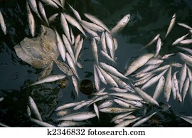 Died fish in polluted sea water, contamination