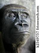 Gorilla ape close up portrait Gorilla ape close up portrait