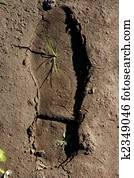 human footprint in a clay floor, plant growing inside