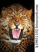 Leopard Leopard
