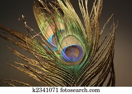 Peacock feather Peacock feather