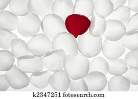 Unique, alone red petal between white pattern