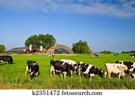 campo, com, fazenda, e, vacas, ligado, um, gramado