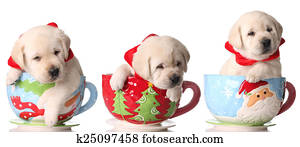 Christmas puppies Christmas puppies