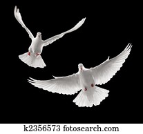 doves flying doves flying